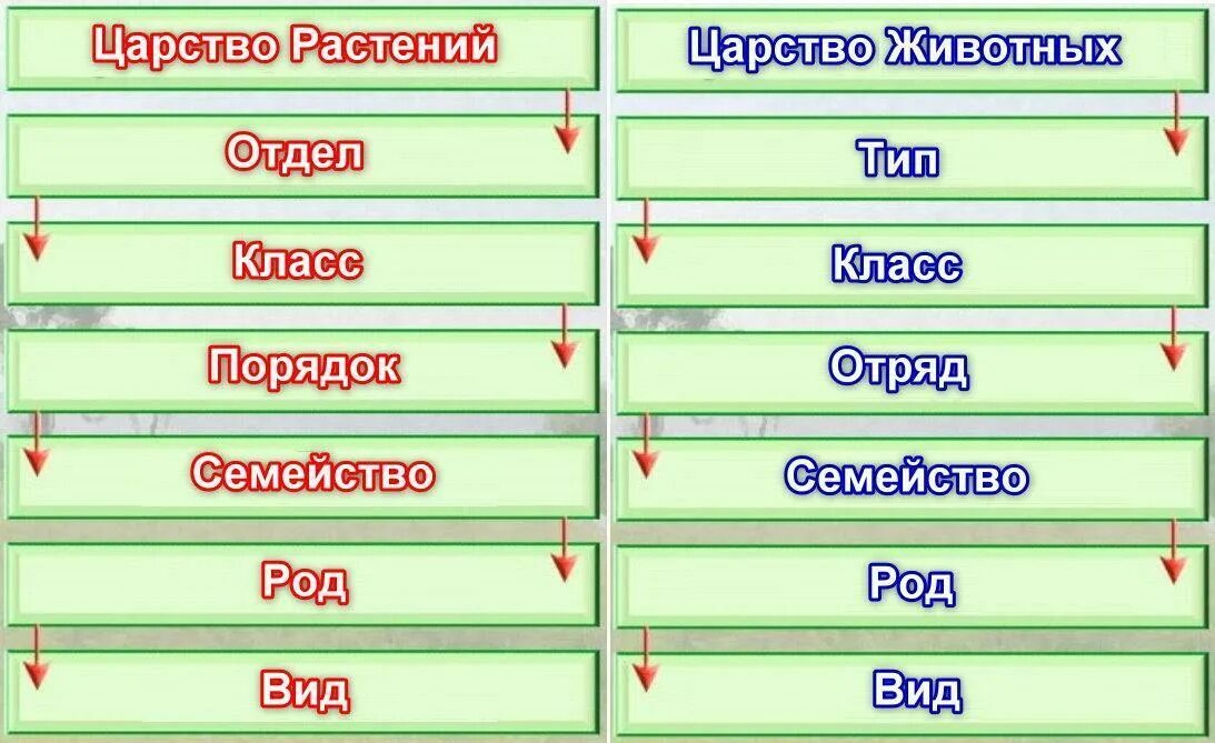 Биология 8 класс основные категории систематики животных. Царство отдел класс род вид растения. Царство отдел класс порядок семейство род вид. Классификация царства растений и животных. Систематика растений род вид семейство класс отдел.