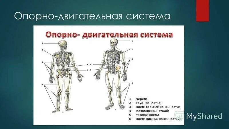 Человек в системе. Системы органов кровеносной и нервной. Системы органовмчелопвека. Двигательная система паукообразных. Костная система человека анатомия.