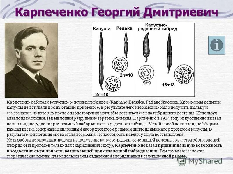 Капустно редечный гибрид. Капустно редечный гибрид
