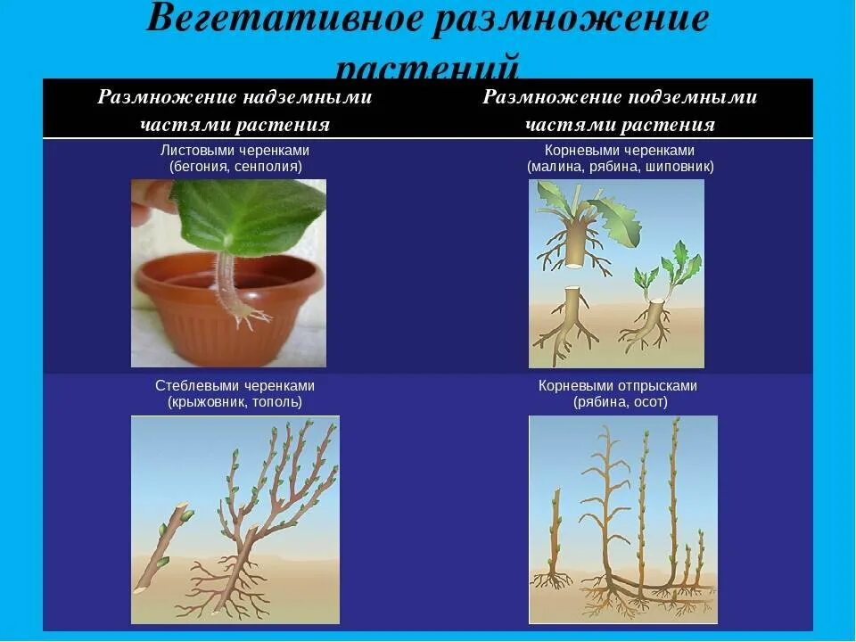 Вегетативное размножение растений живорождение. Технология вегетативного размножения растений. Вегетативное размножение растений побег. Вегетативное размножение у однодольных. Какое значение вегетативного размножения