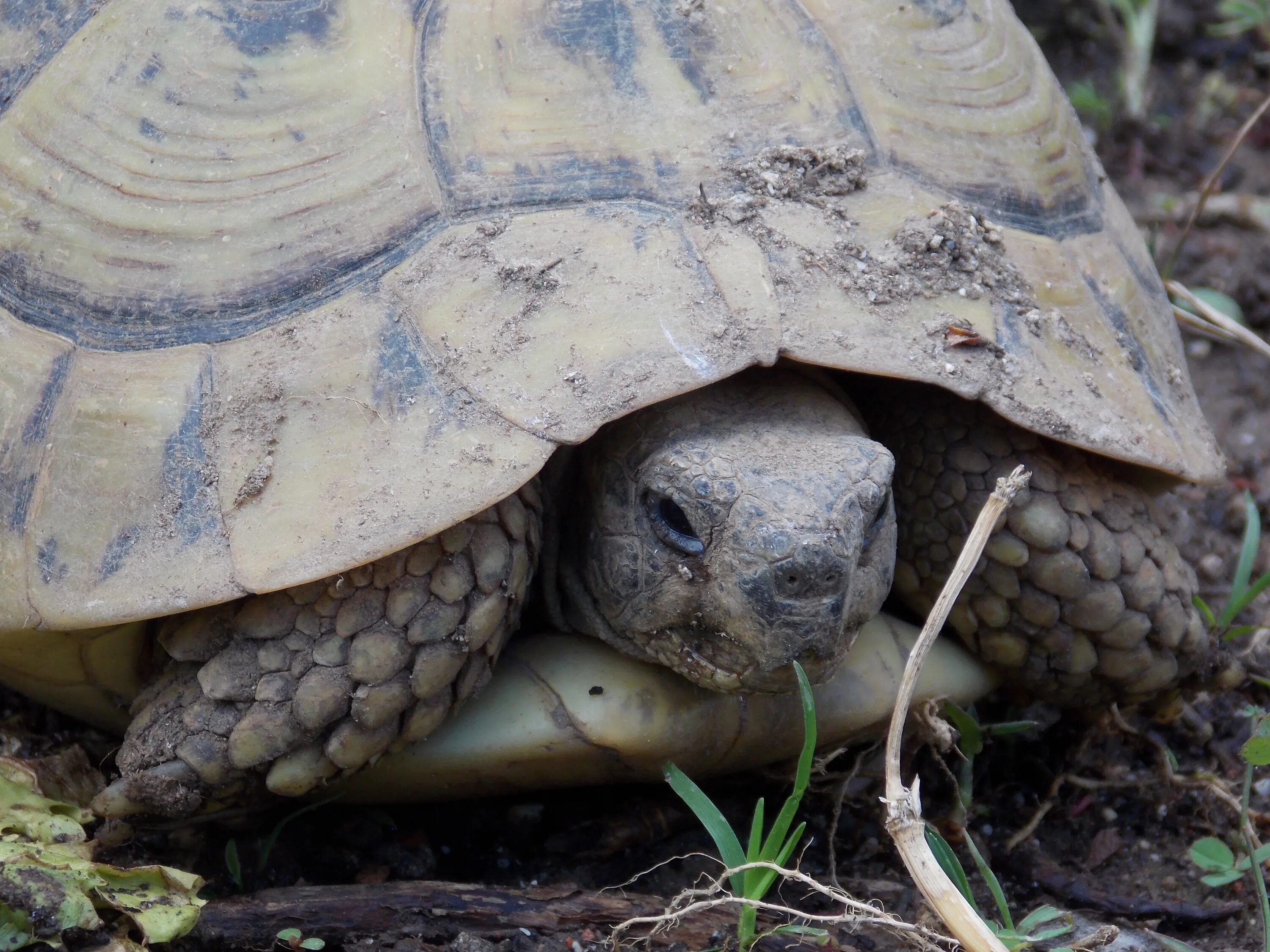 Черепахи весной. Testudo Hermanni. Сухопутная черепаха. Наземные черепахи. Земляная черепаха.