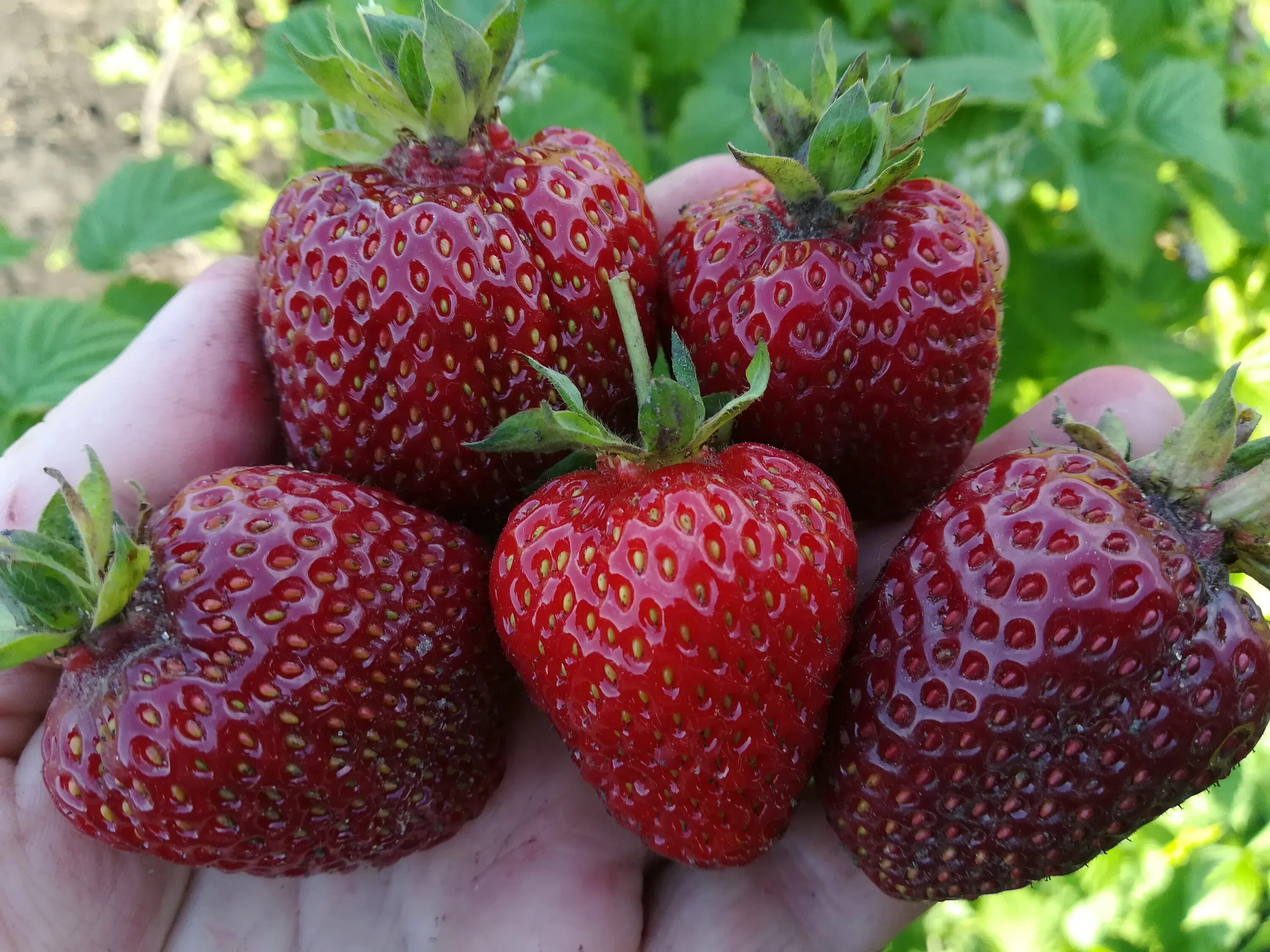 земляника принц. виктория сорт рубиновый кулон. клубника черный принц купить. клубника черный принц. сорт клубники павловчанка.