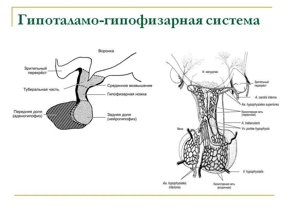 Гипофиза гипоталамо гипофизарная система. Гормоны гипоталамо-гипофизарной системы. Схема гипоталамо гипофизарная система схема. Механизм гипоталамо-гипофизарной системы. Схема гипоталамо-гипофизарной системы анатомия.