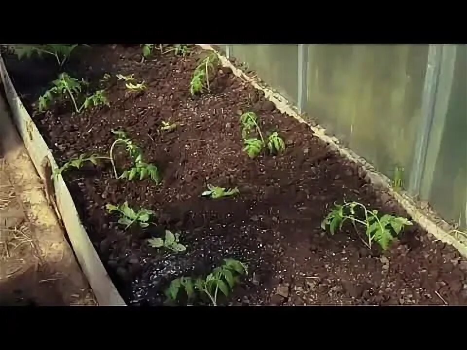 Сибирь посадка томатов на рассаду