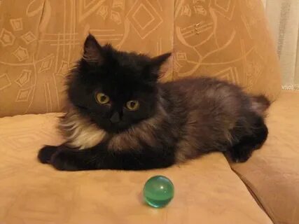 Авито рязань котята в добрые