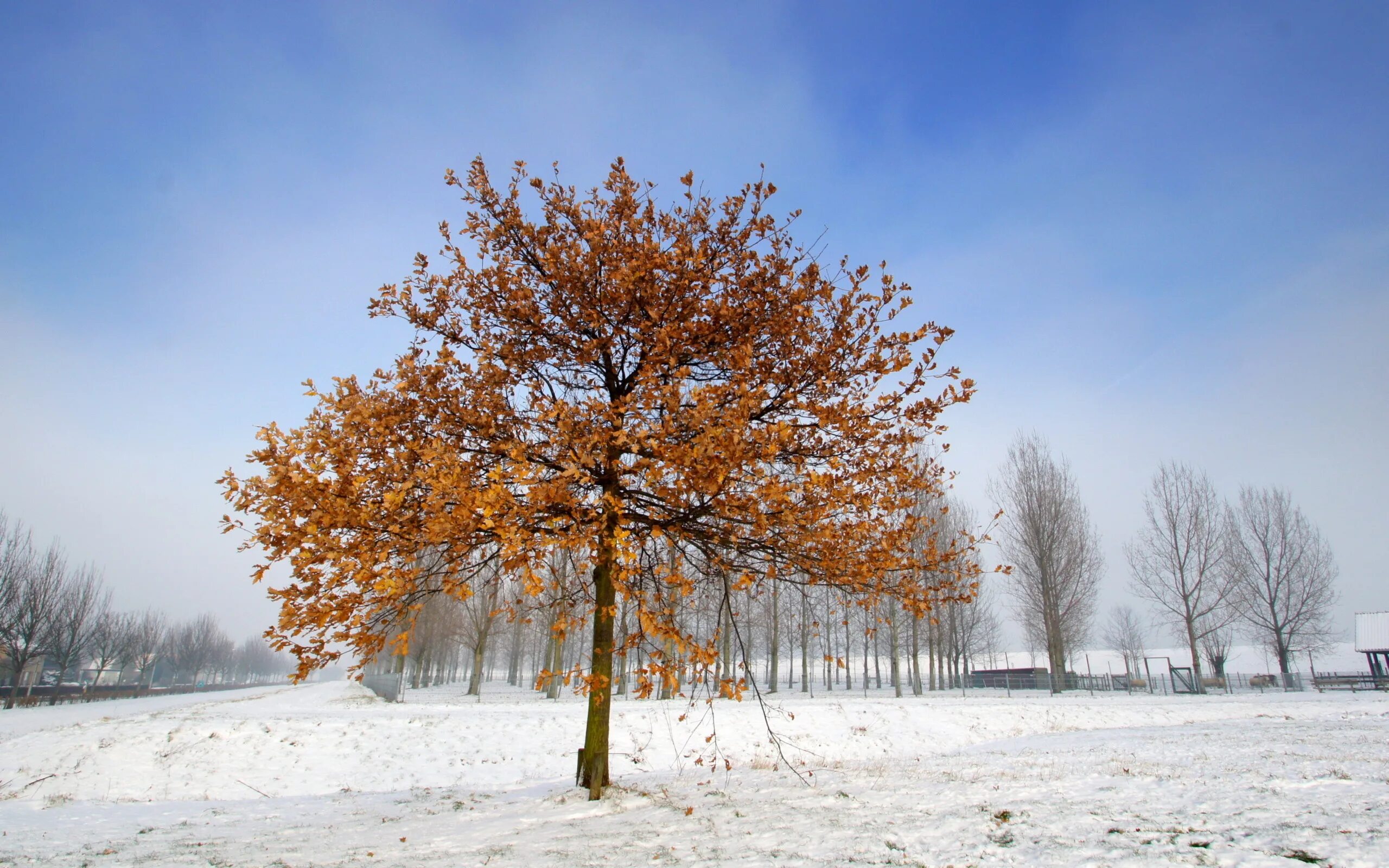 Дерево растет зимой. Липа зимой. Каштан зимой. Зимнее дерево. Лиственные деревья зимой.