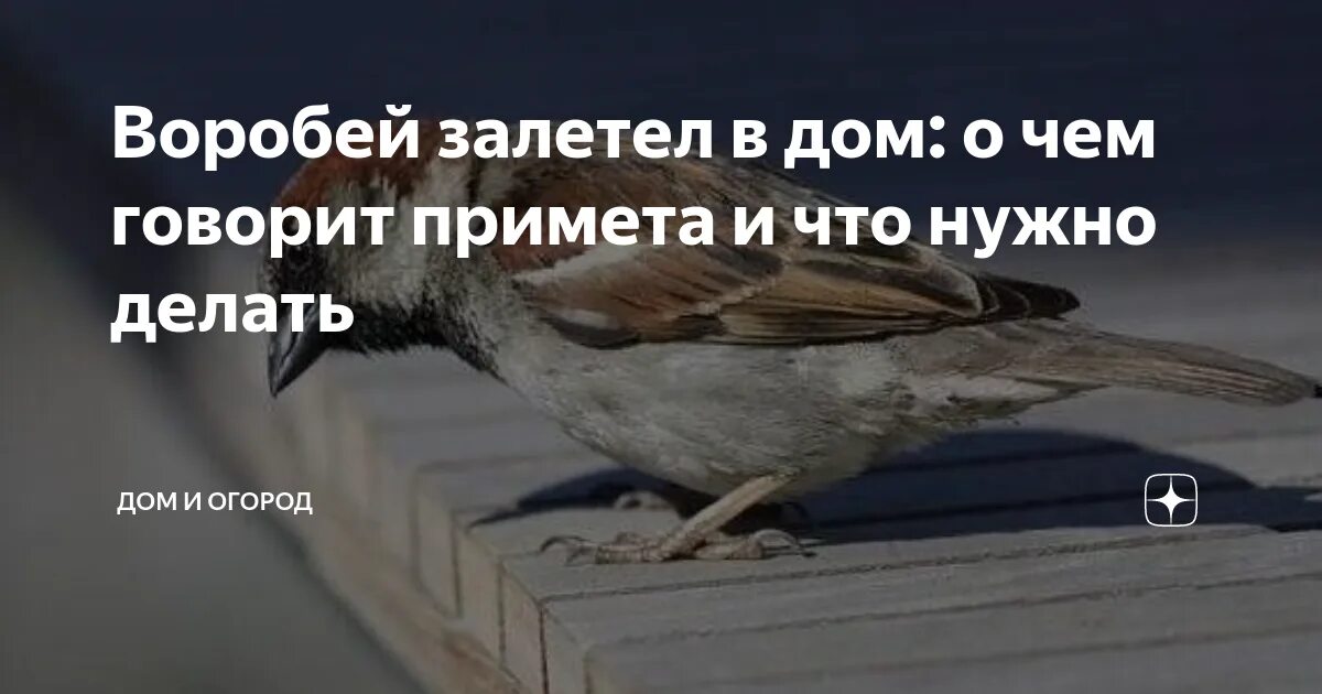 Залететь в окно сонник. Воробей залетел в дом. Примета Воробей залетел. Птица залетела в дом примета. Залетел Воробей в дом примета.