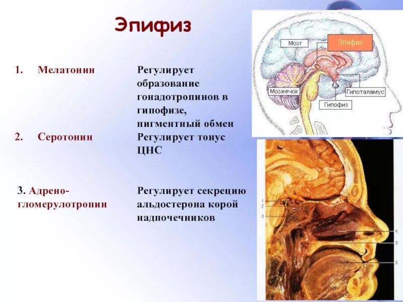 Шишковидная железа мелатонин. Шишковидное тело эпифиз. Гормоны эпифиза. Мелатонин гормон эпифиза. Гипофункция мелатонина гормона