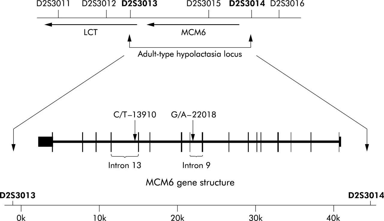 T с 2 6 10 s м. Ген лактазы LCT анализ расшифровка. Mcm6: -13910 t>c. Ген mcm6. Ген mcm6 (13910 c/t) МЕДЭКСПЕРТ.