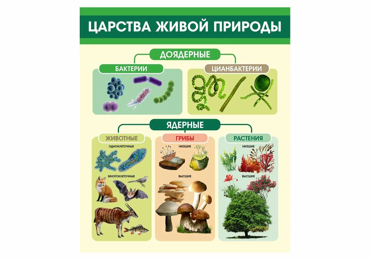 Наибольшее видовое разнообразие наблюдается в царстве. Царства живой природы доядерные. Биология царства живой природы. Царства живой природы 5 класс биология. Царства живой природы схема.