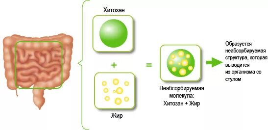 Хитозан эвалар таблетки 100шт. Холестерол эвалар. Хитозан чем полезен для человека. Хитозан в капсулах тяньши. Хитозан польза.