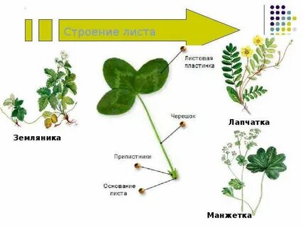 Земляника тип листа