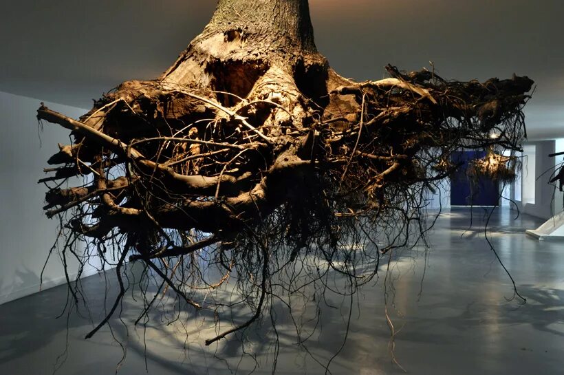 Корни дерева под землей. Корка дерева. Дерево рансвива. Корни секвойи. Дерево с торчащими корнями.