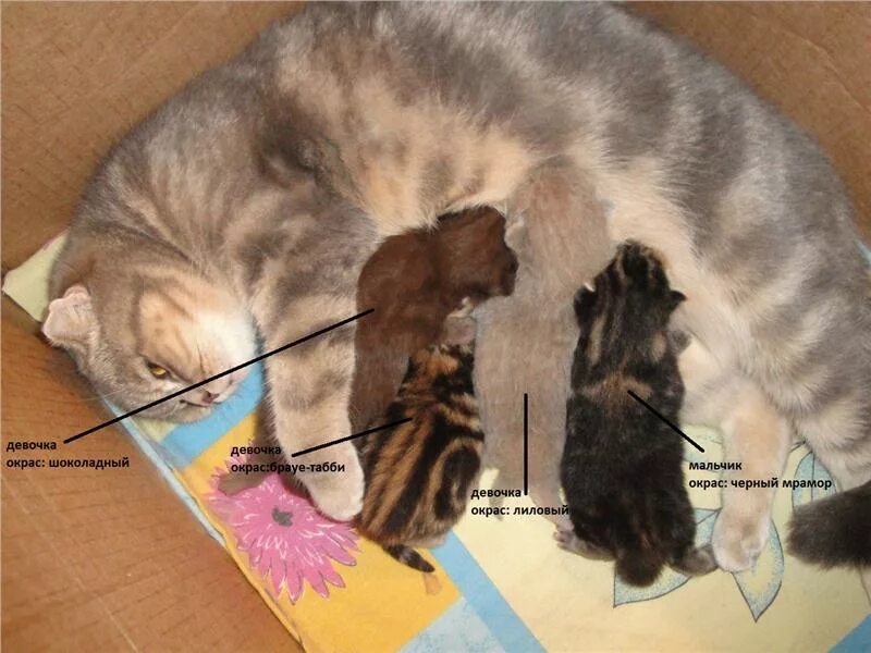 Кот после вязки. Шотландская кошка родила. вязка кошек. уши у шотландских котят. котята 1 день.