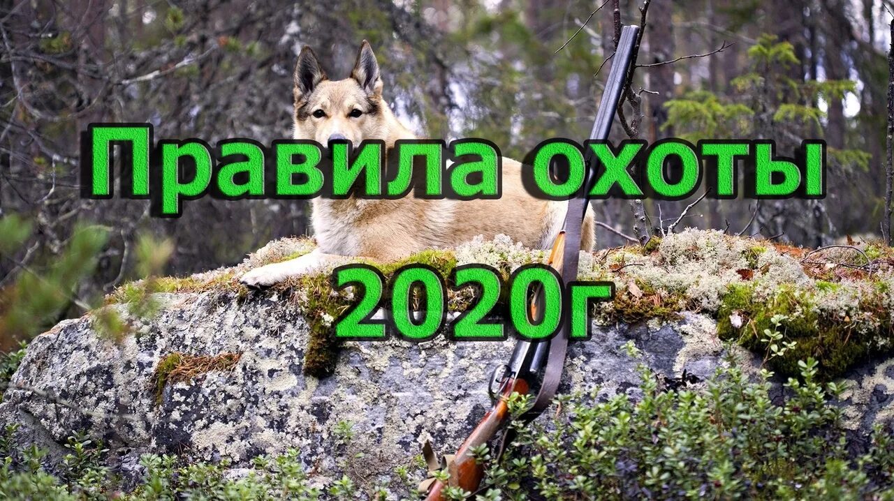 Правила охоты в московской области 2023. Правило охоты. Правила охоты 2022. Правило охотника. Изменения в правилах охоты.