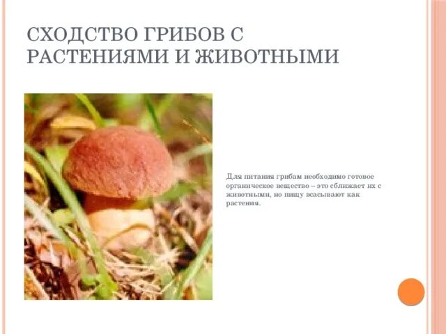 Как питаются грибы. Грибы питаются готовыми органическими веществами. Грибы и растения питаются готовыми органическими веществами. Грибы и растения питаются готовыми органическими веществами. Грибы и растения питаются готовыми органическими веществами.