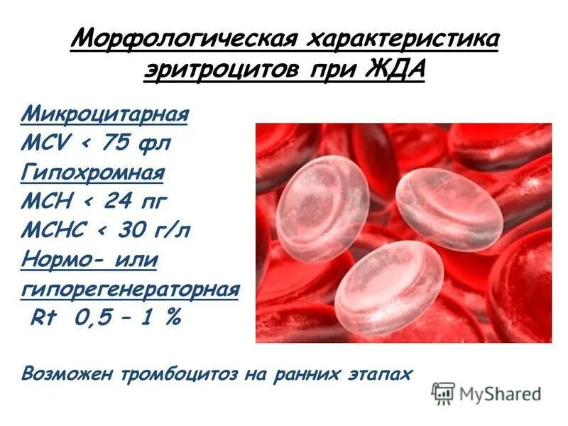 Причины пониженного гемоглобина. Гемоглобин внутри эритроцита. Эритроциты характеристика. Низкий уровень гемоглобина в крови у женщин.