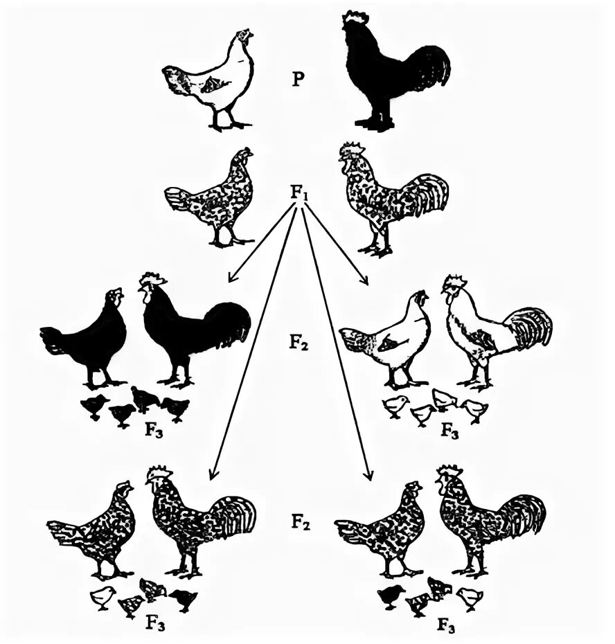 Среди популяции кур из 200 особей 9. Наследование окраски оперения у кур. Породы голубей селекция. Наследственная изменчивость животных. Скрещивание птиц.