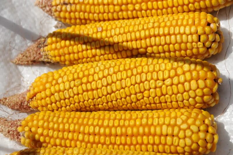 Семена гавриш кукуруза сахарная государь f1 5 г. Сорт кукурузы маис. Описание сортов кукурузы. Кукуруза шайнрок. Описание сортов кукурузы.