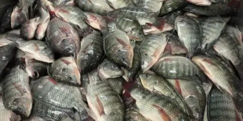Где продают живые рыбы