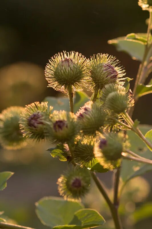 желтый репейник
