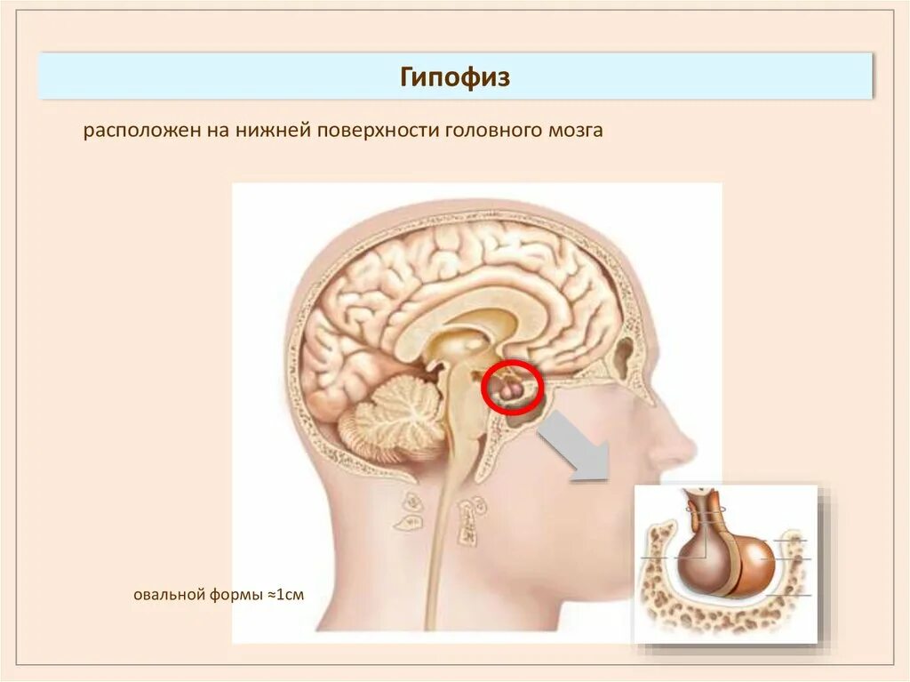 Гипофиз. Гипофиз человека. Гипофиз расположен. Гипофиз где находится у человека.