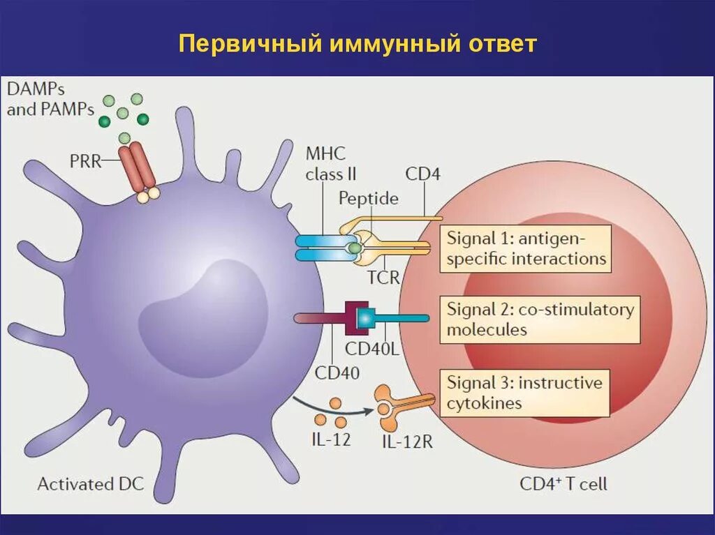 Вторичный иммунный ответ схема. Первичный и вторичный иммунитет. Первичный иммунный ответ. Первичный и вторичный иммунный ответ схема. Иммунный ответ выполняют