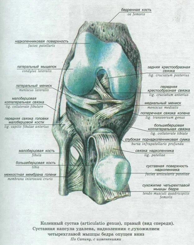 Межкостная мембрана коленного сустава. Коленный сустав вид спереди и сбоку. Крестообразные связки коленного сустава латынь. Связки коленного сустава анатомия латынь.