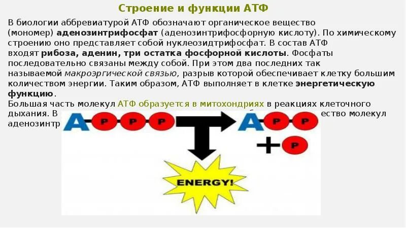 Связи между атф. Строение функции и образование АТФ. АТФ строение и функции. Функции и роль АТФ.