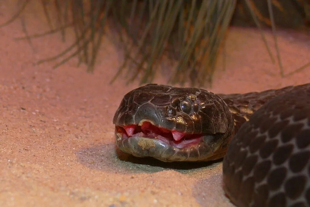 Мир про змей. Тигровая змея (Notechis scutatus). Самые ядовитые змеи. Самая ядовитая змея на планете.