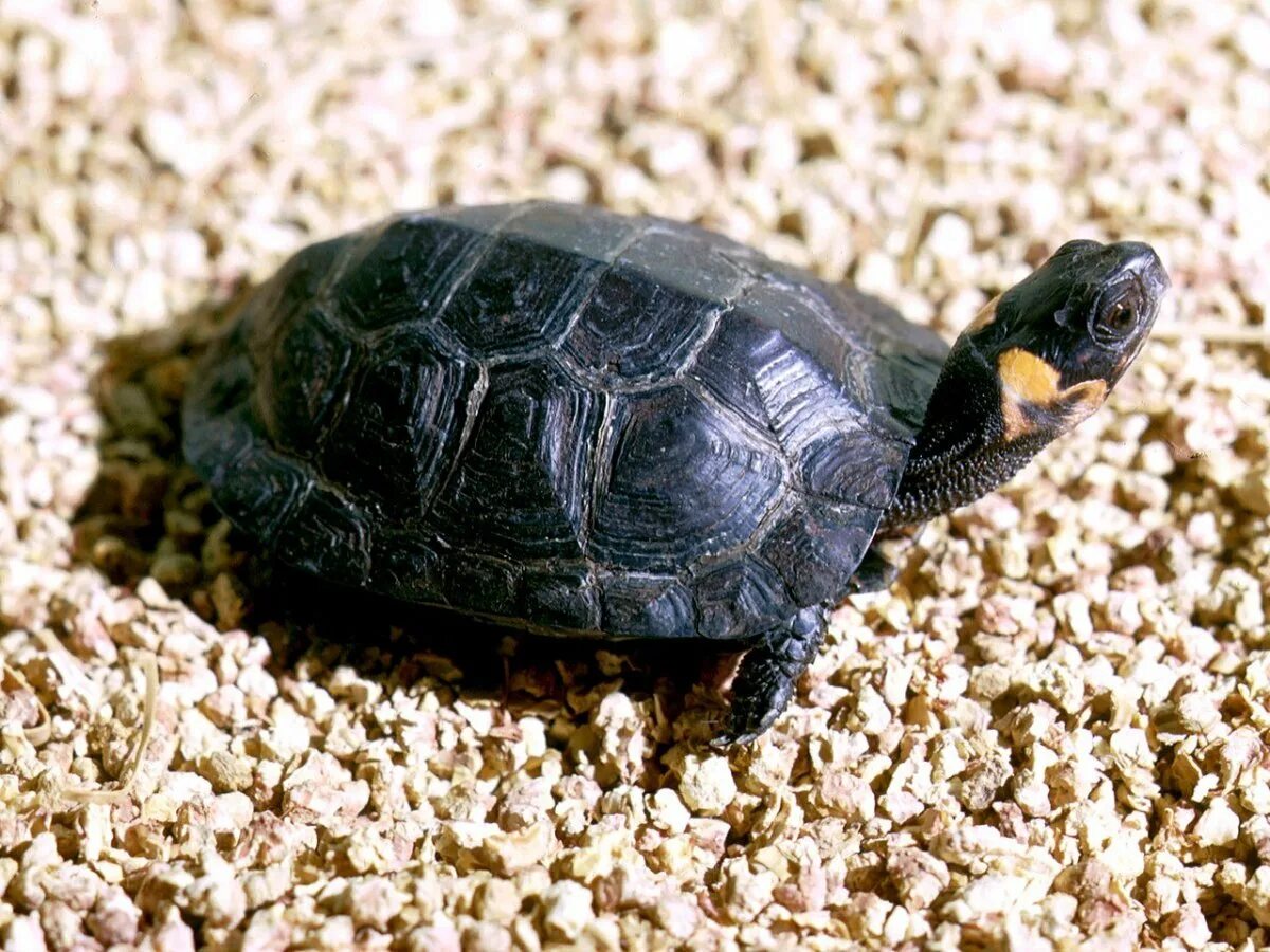 Плюсы черепахи. Колхидская Болотная черепаха. Европейская Болотная черепаха. Черепаха Мюленберга. Черепашата Болотной черепахи.