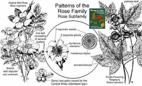 The rise of plants