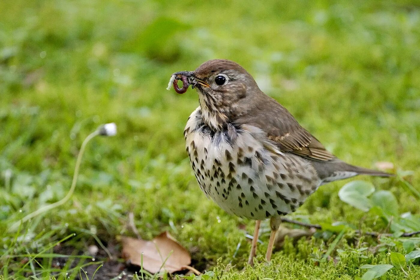 Лесная пестрая птица. Певчий Дрозд деряба. Дрозд-деряба (turdus viscivorus). Бледногрудый Дрозд. Пестрый Земляной Дрозд.