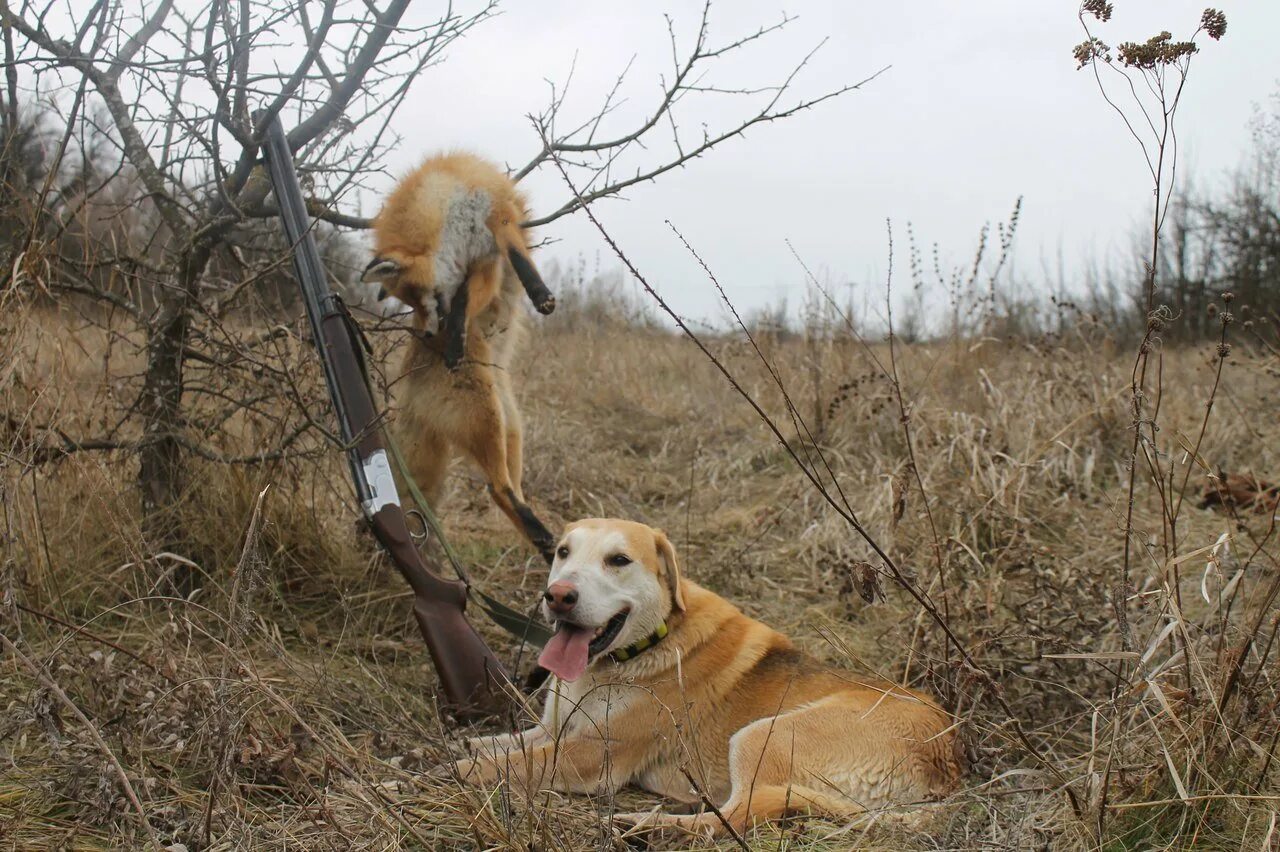 Охота на зайца с эстонскими гончими. Гончие собаки на зайца. Пегая гончак русская гончая. Щенки русская гончая гон. Алтайская пегая гончая.