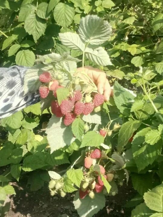 Малина от 58 рублей! - Саженцы плодовые, многолетники - от 100 рублей!Все в нали