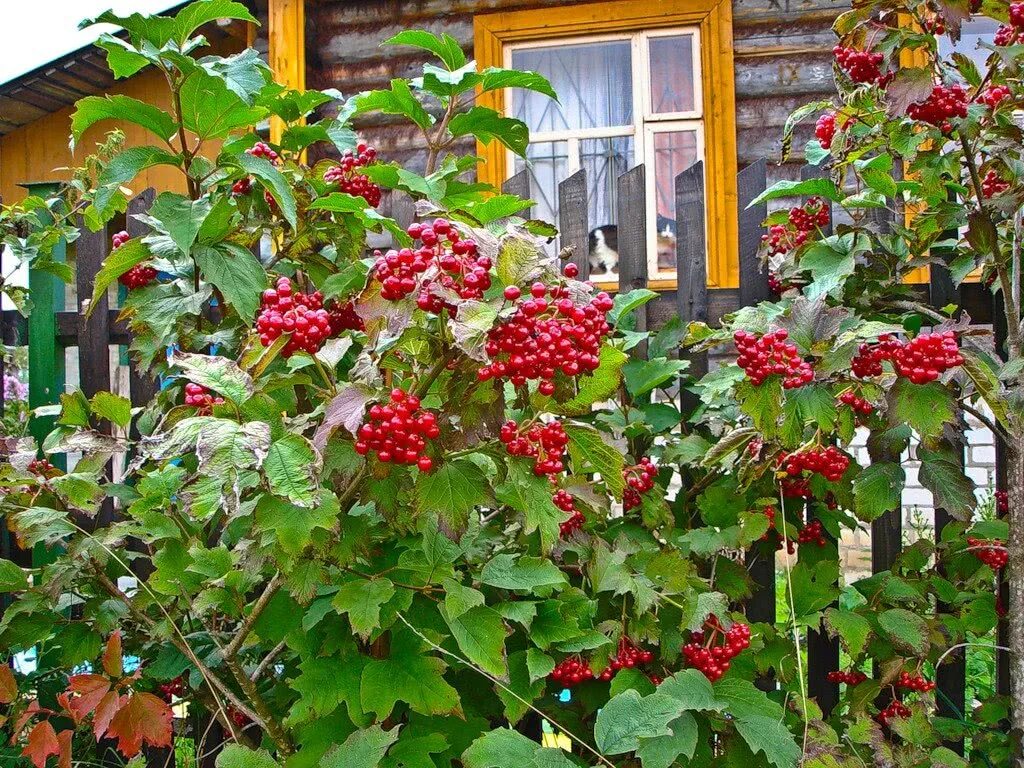 Песню во дворе растет куст калины. Калина куст. калина (viburnum). калина ульгень. калина красная куст.