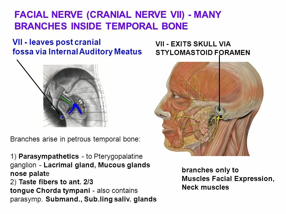 Лицевой нерв является. Лицевой нерв. Строение лицевого нерва. Лицевой нерв на основании черепа.