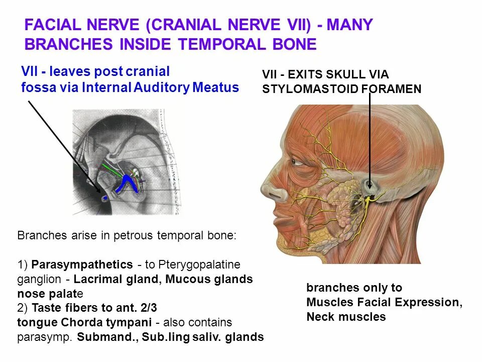 Лицевой нерв. Строение лицевого нерва. Лицевой нерв на основании черепа.