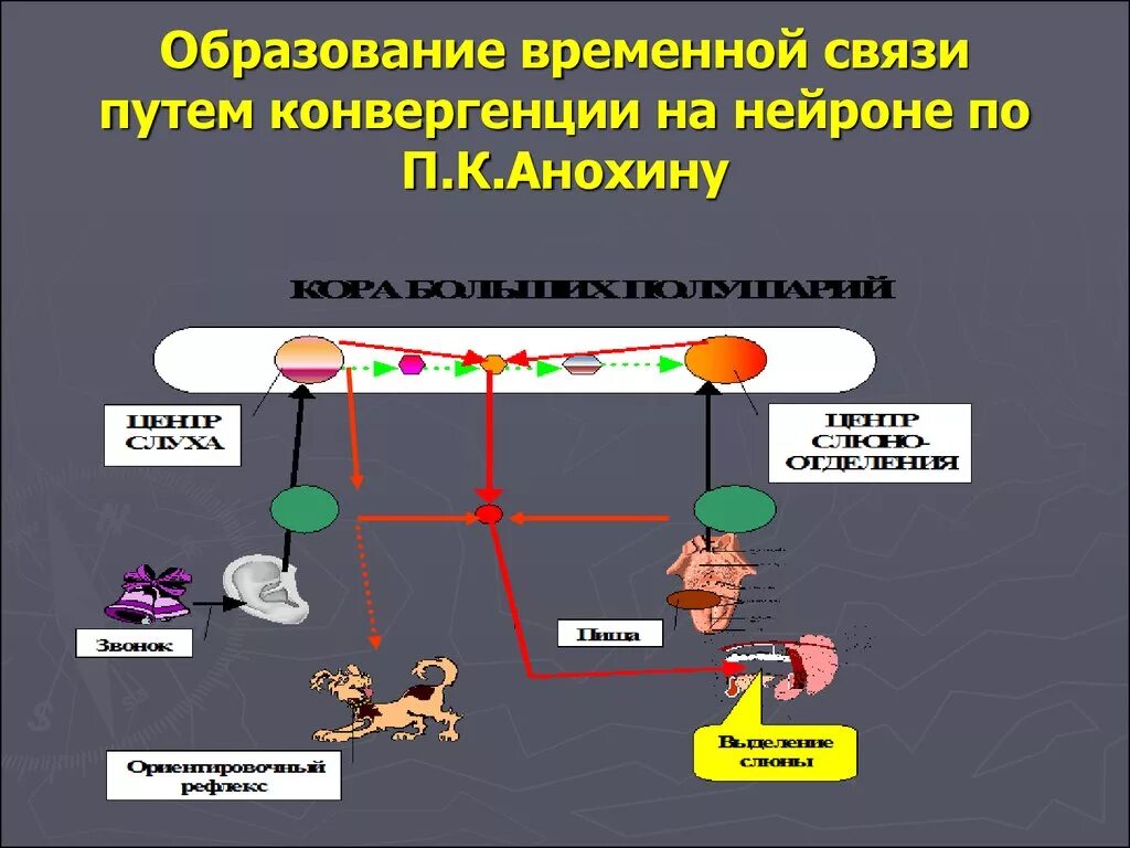 Механизм образования временной связи. Понятие о временной связи. Механизм формирования временной связи. Образование временной связи путем конвергенции на нейроне по Анохину.