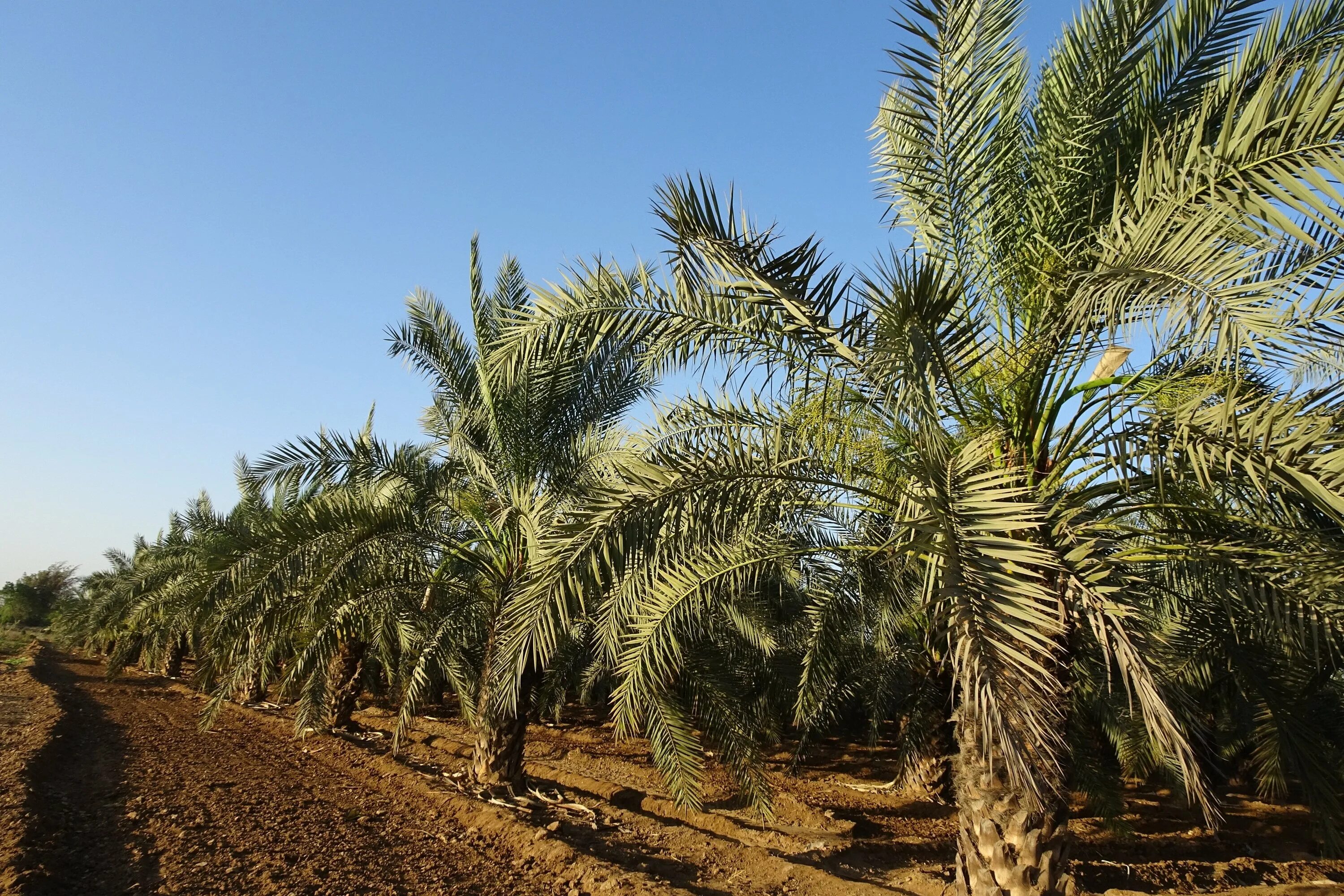 Финиковая пальма где растет природная зона. Финиковая Пальма. Алжир финиковая Пальма. Финиковая Пальма плантации. Финики на пальмах Тунис.