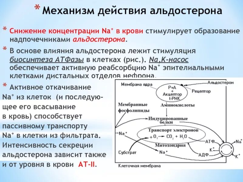 Уменьшение секреции. Метаболизм альдостерона. регуляция секреции альдостерона. снижение секреции альдостерона. секреция альдостерона стимулируется.