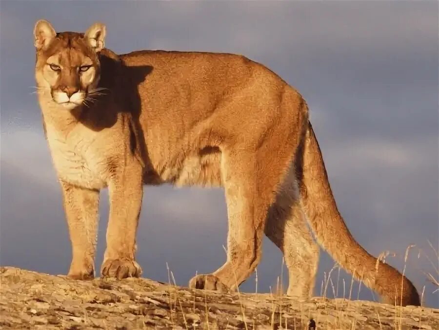 Mountain Lion vs Puma. Катамаунт фото животного. Лев в полный рост фото. Полное название пумы