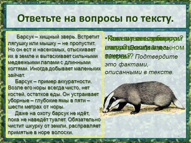 Почему барсук. Барсук пример аккуратности. барсук описание. информация о барсуке для 3 класса. барсук хищник или травоядное.