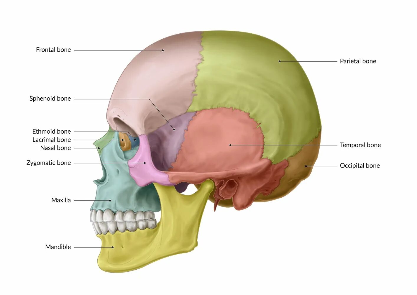 Лобная кость черепа. Maxilla Zygomatic. Лобная кость анатомия человека. Надглазничная вырезка лобной кости. Bones osu