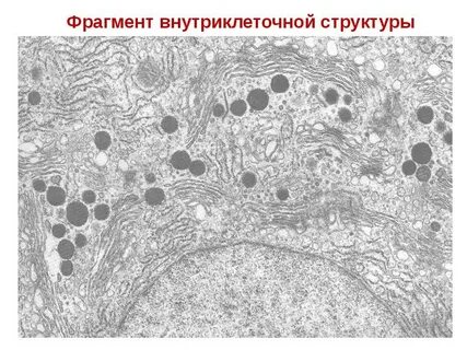 Структурный фрагмент