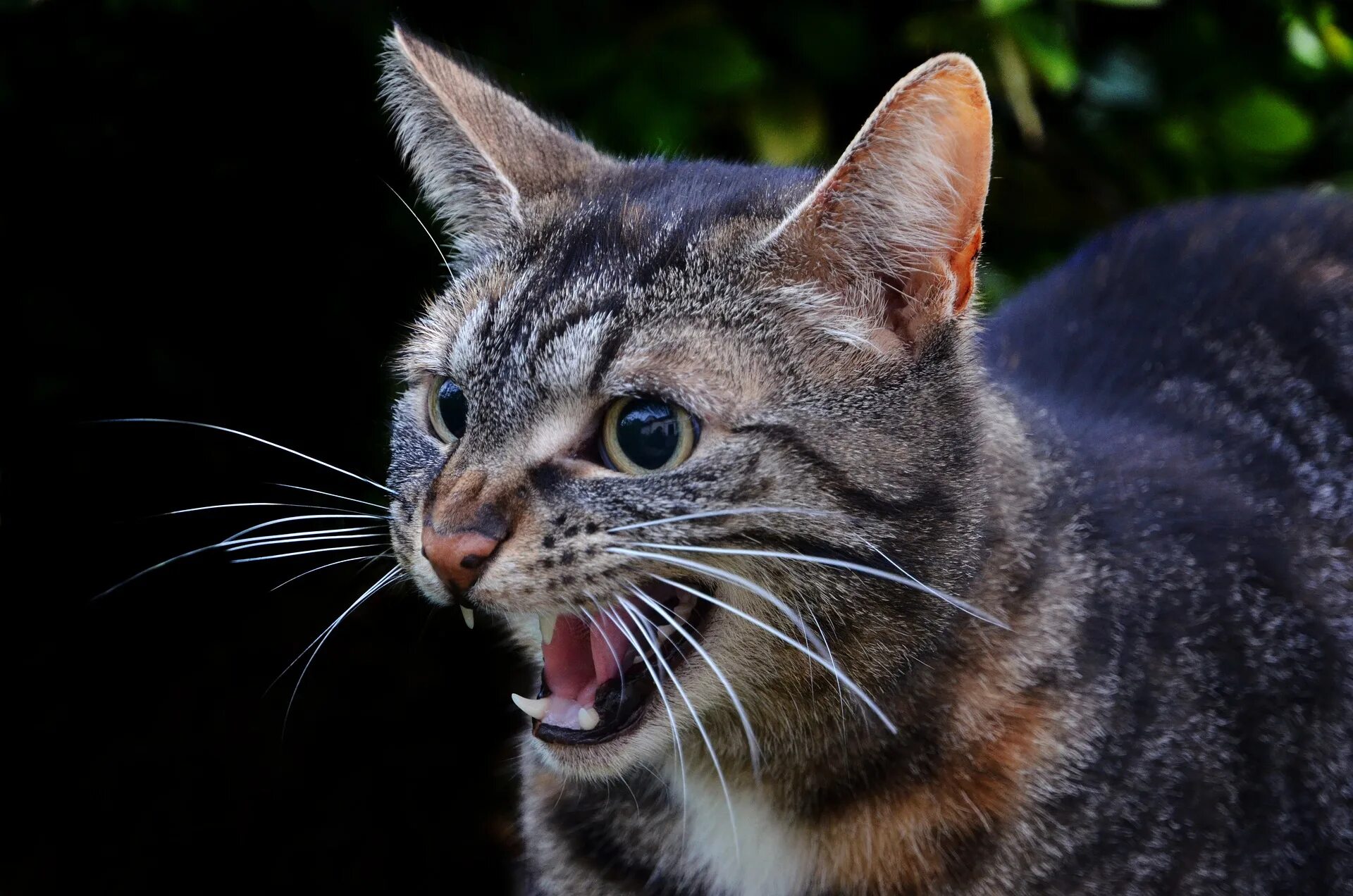Бешеная кошка. Агрессивный кот. Звук кошки. Самые агрессивные кошки.