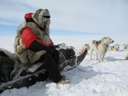 Путешественник северного полюса