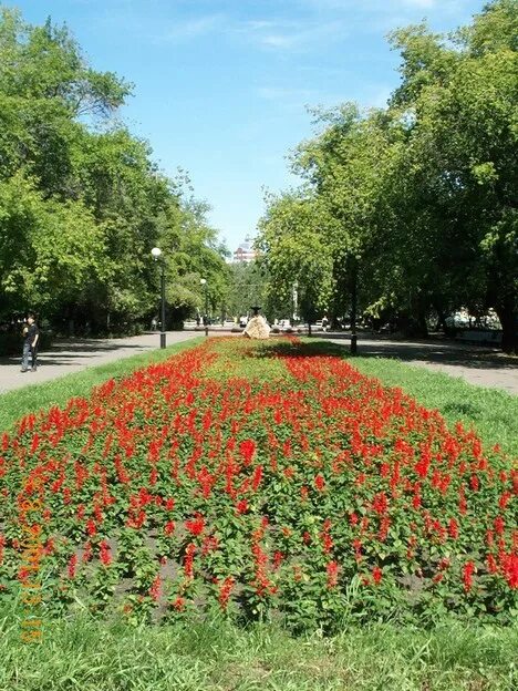 Колеус на клумбе. Омск город цветов. Цветы г омск. Клумба сквер кирова иркутск. Клумба к юбилею города.