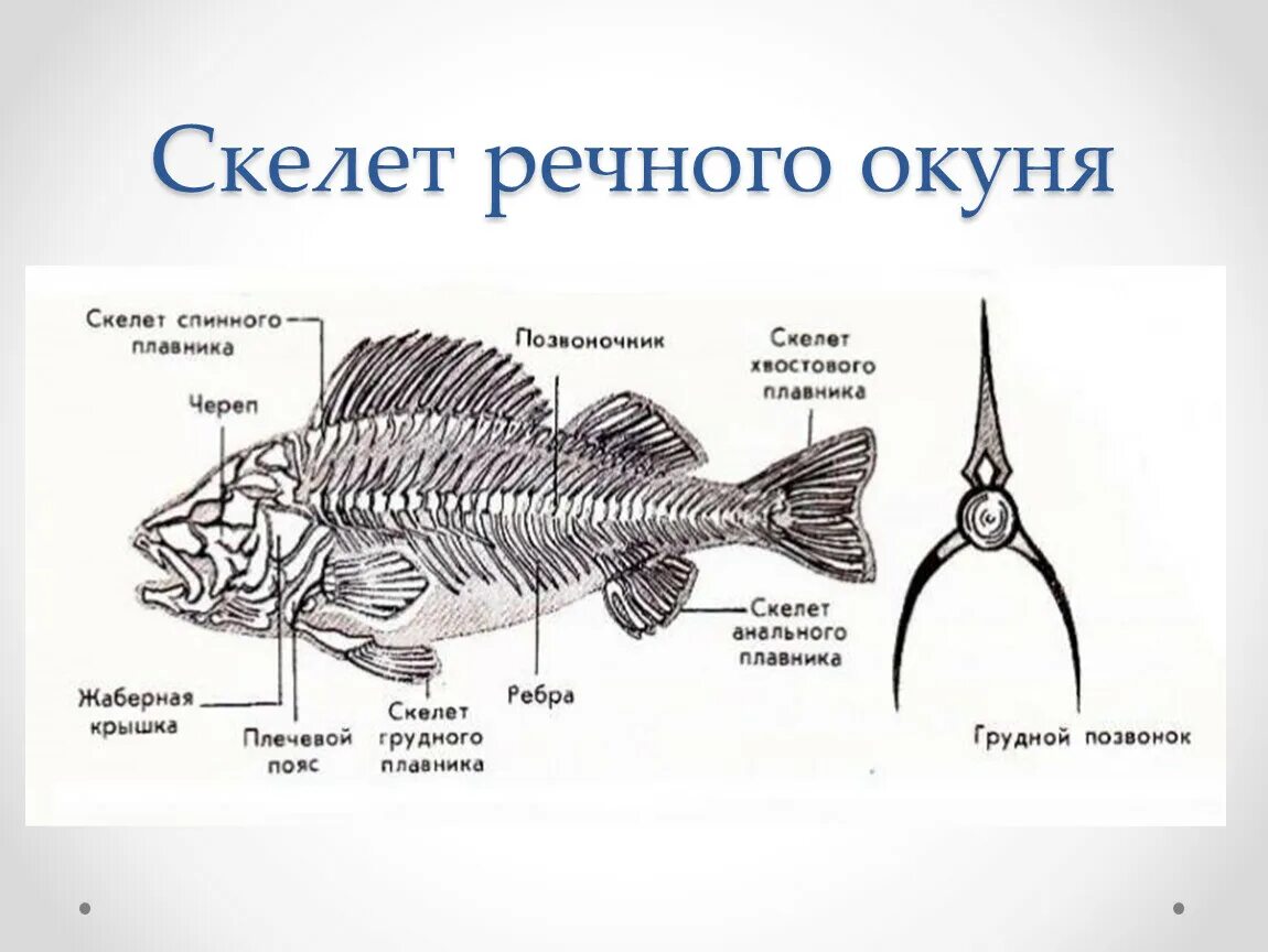 Строение скелета речного окуня. Скелет Надкласс рыбы. Скелет рыбы биология 7 класс. Внутреннее строение речного окуня.