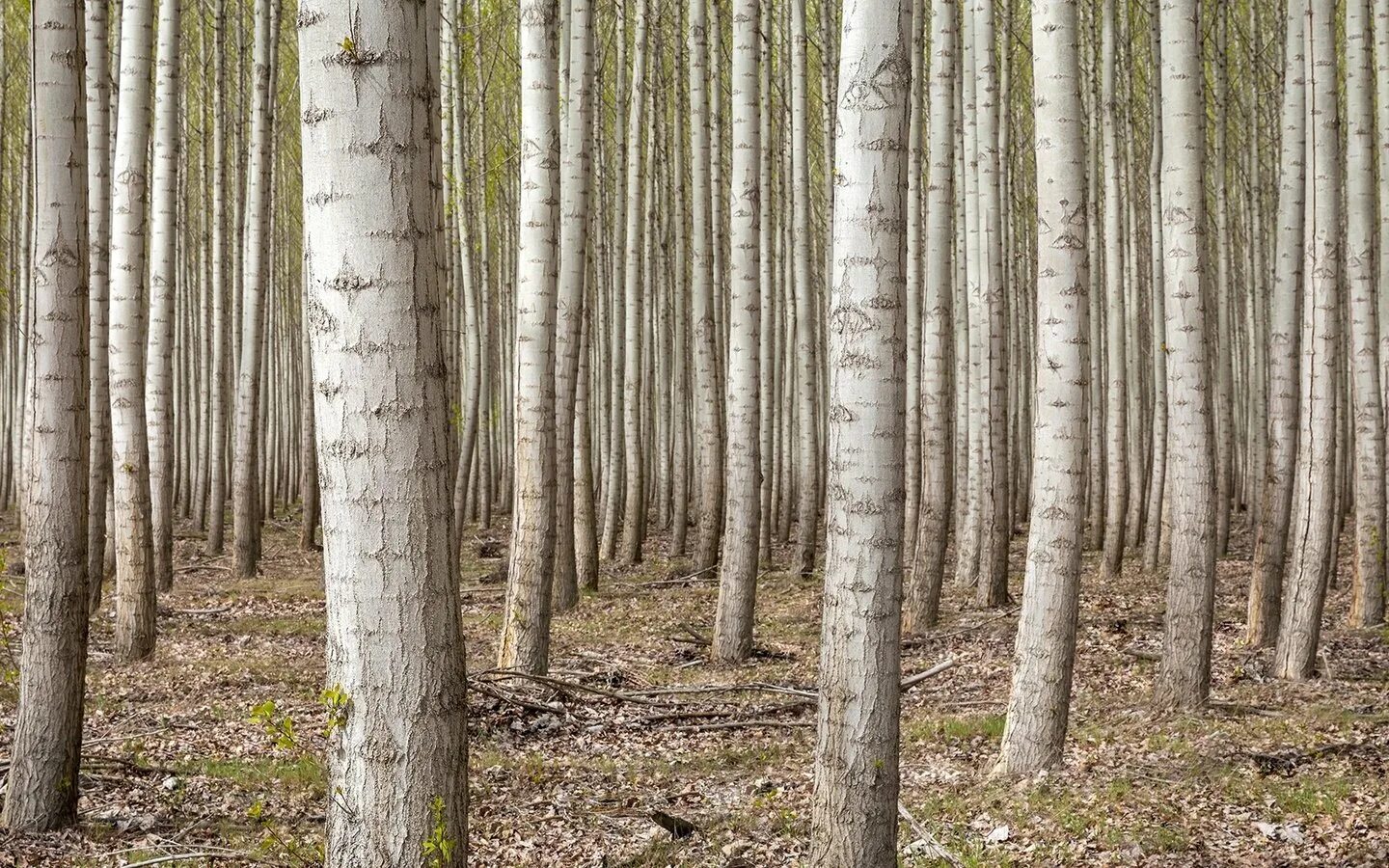 Растут ли березы в америке